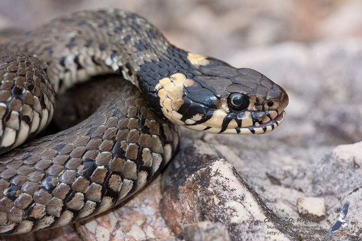 Serpente in un ripostiglio a Locate, liberato