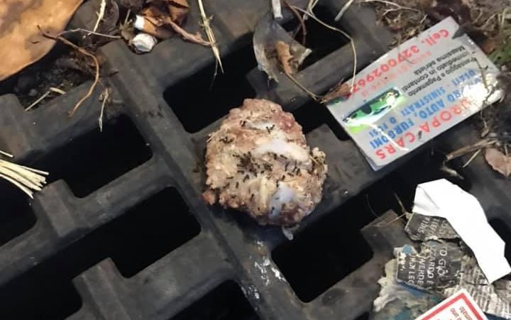 Polpette avvelenate a Gerenzano, taglia sugli avvelenatori