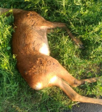 Capriolo investito tra Limido e Mozzate