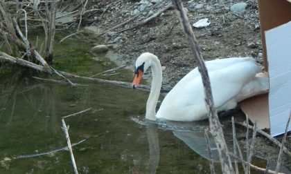 Rinviata causa maltempo la festa al "Parco degli aironi"