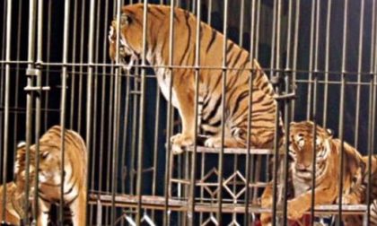 Circo a Saronno: centopercento animalisti contro Fagioli