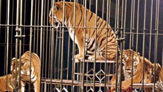 Circo a Saronno: centopercento animalisti contro Fagioli