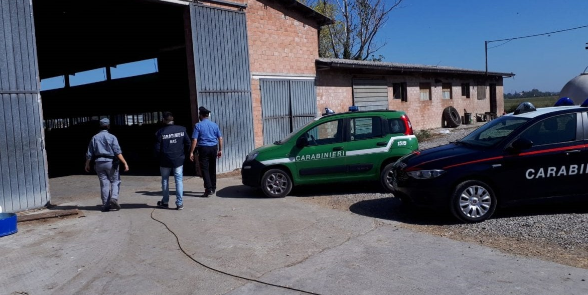Vitelli incatenati in un’azienda agricola di Busto: denunciato grazie alla segnalazione di alcuni bambini