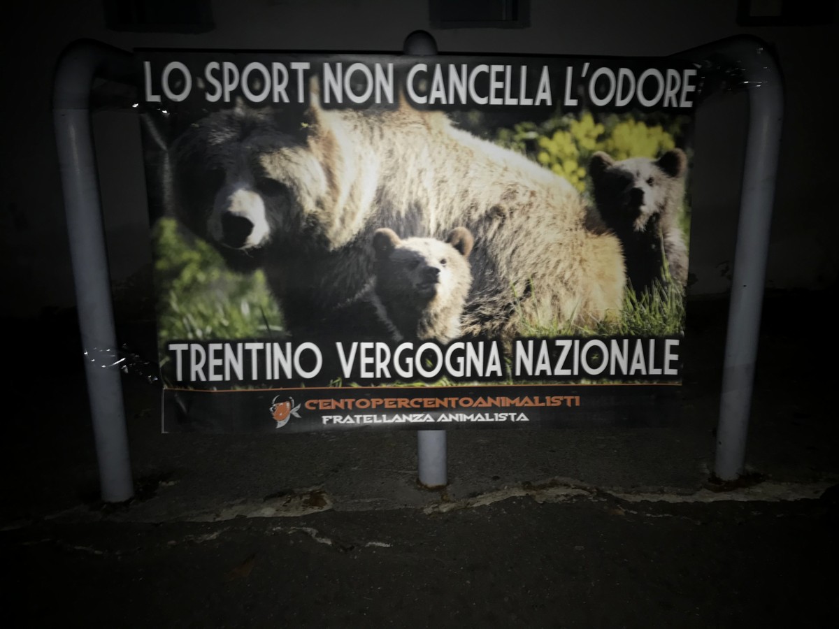 “L’orso M49 è stato ucciso in Trentino”: blitz degli animalisti a Legnano FOTO