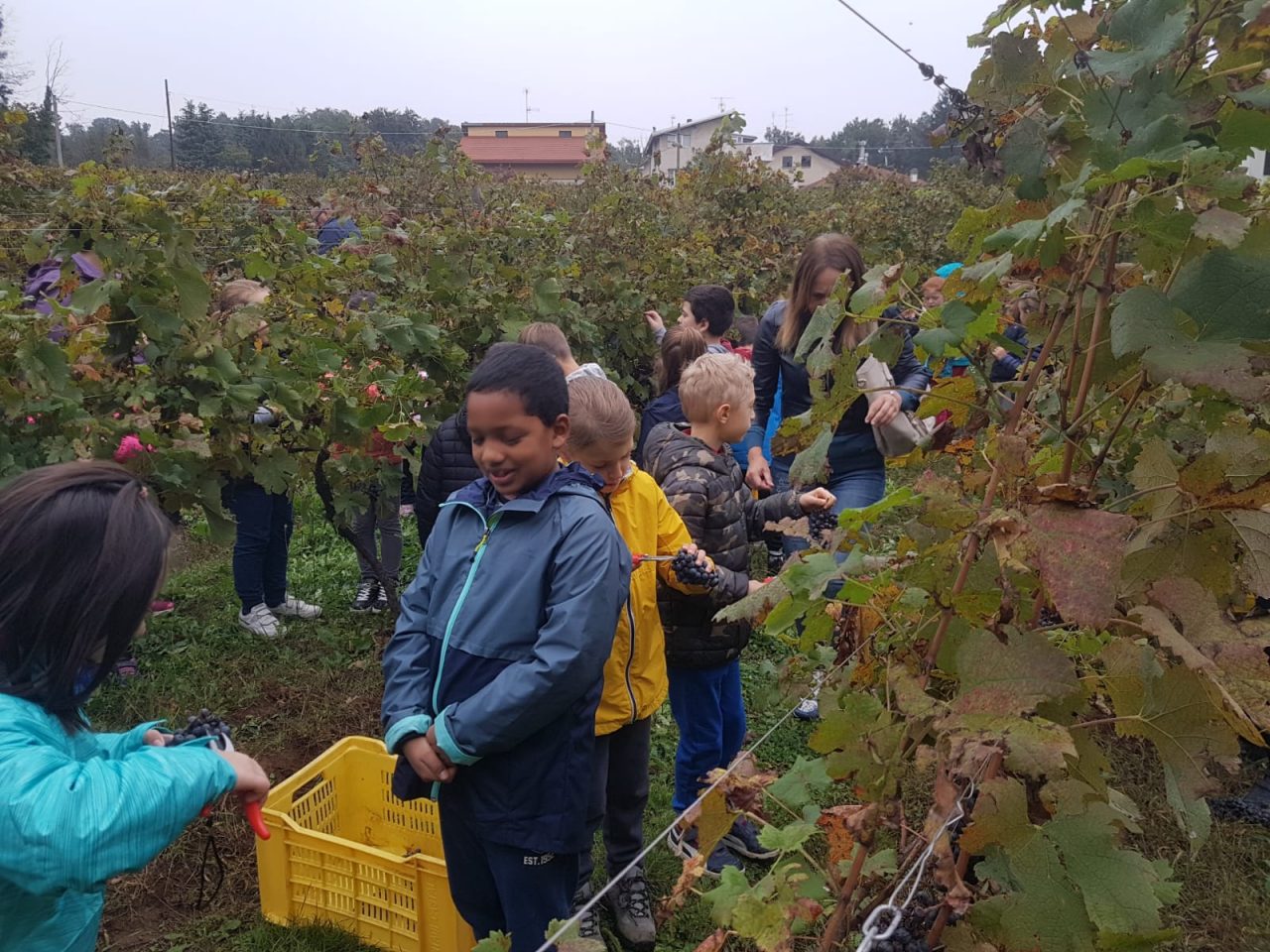 Vendemmia record nella vigna di Tradate con 120 alunni delle scuole