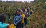 Vendemmia record nella vigna di Tradate con 120 alunni delle scuole