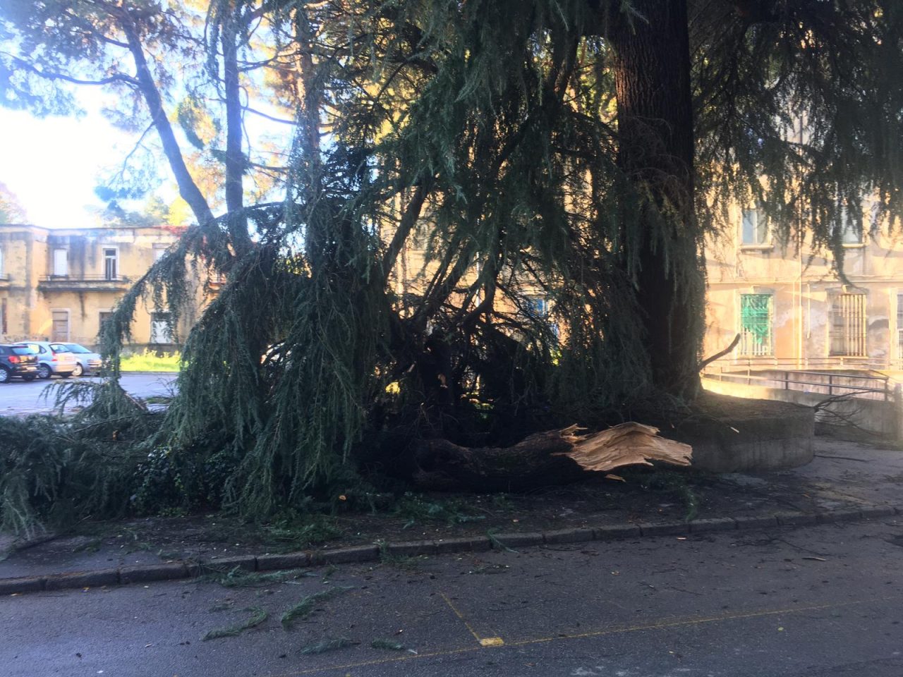 Grosso albero spezzato a Saronno: sul posto i pompieri FOTO