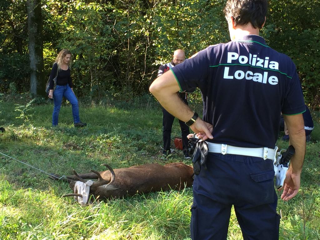 Cervo nel Parco Pineta, nessun bracconiere: ferito da un altro animale