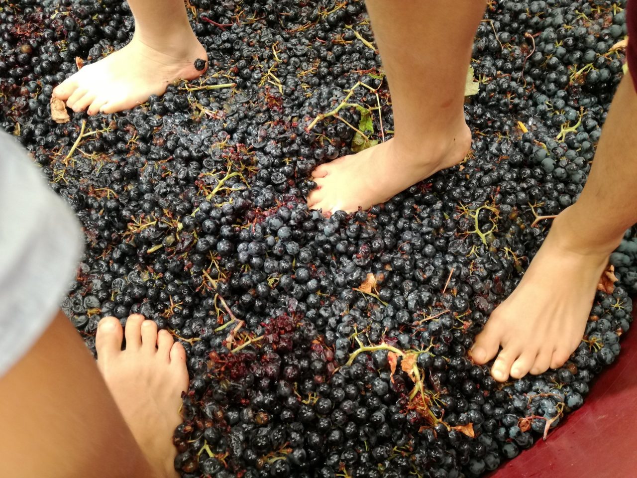 Domenica a Venegono la prima Festa dell’Uva
