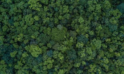 Riforestare la Lombardia: 10mila nuovi ettari di verde entro il 2030