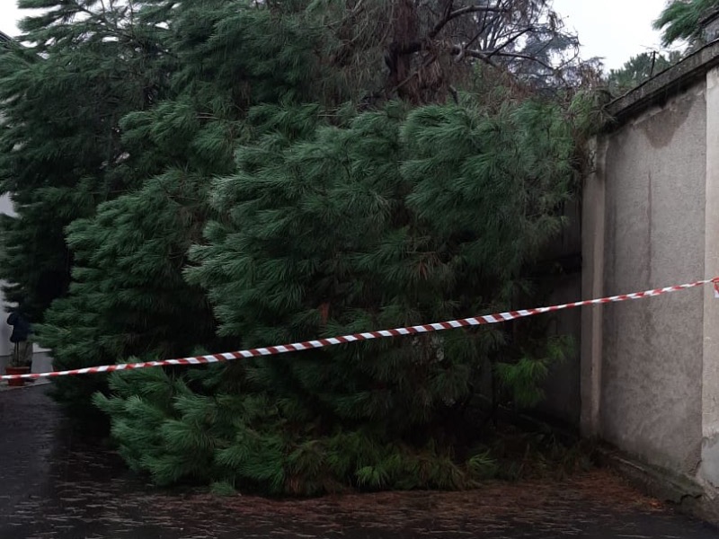 Albero caduto a Dairago: arriva la Protezione civile FOTO