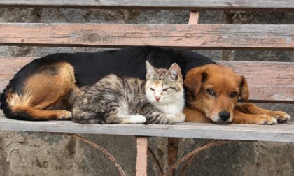 Festa del Gatto, a Olgiate il "Pasto Sospeso" per le colonie feline