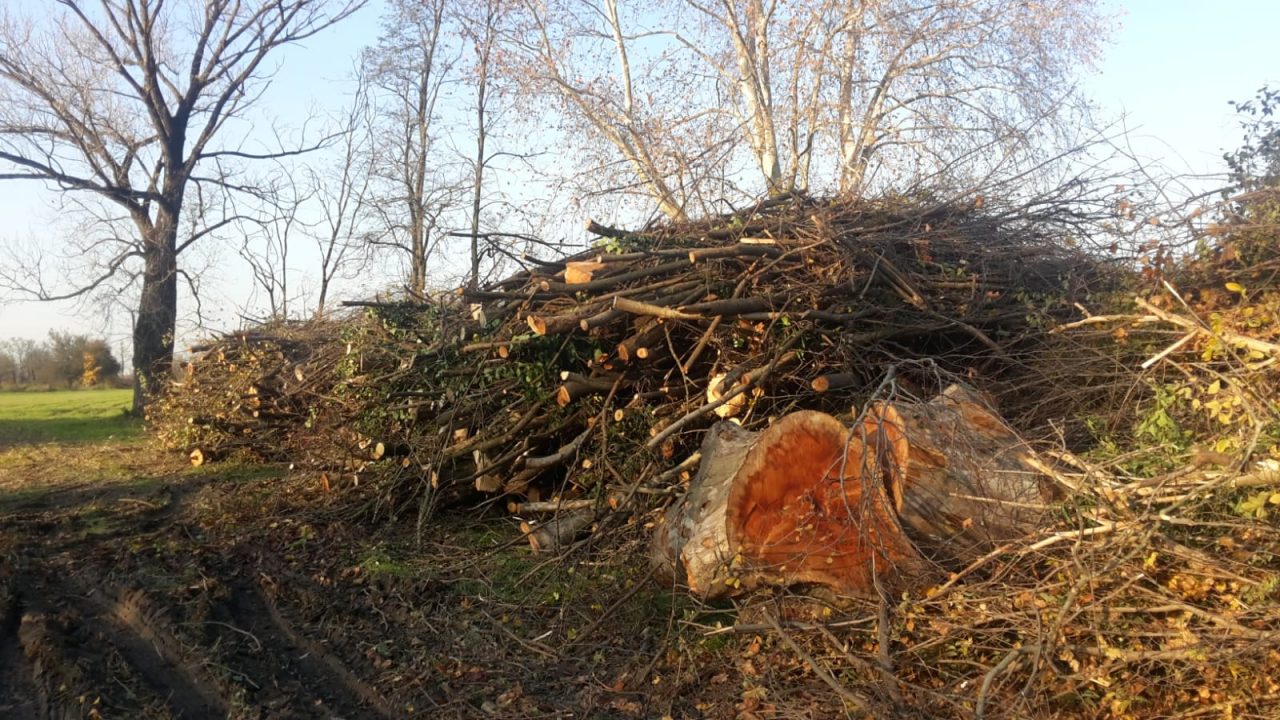 Piante abbattute nel Parco dei Mulini, Legambiente non ci sta – FOTO