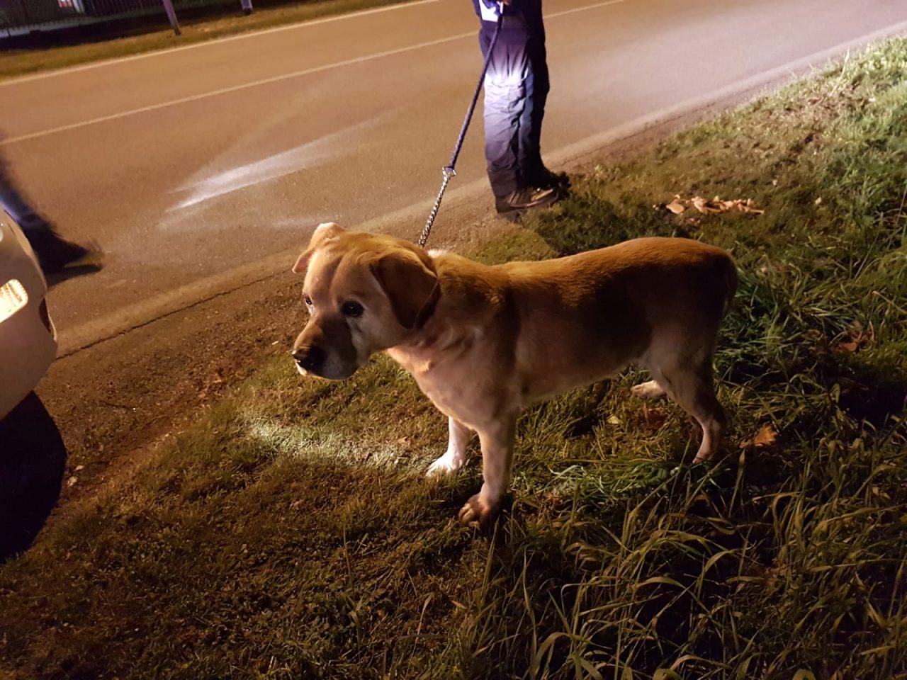 Cane ritrovato dalla Polizia locale di Castano: l’appello – FOTO