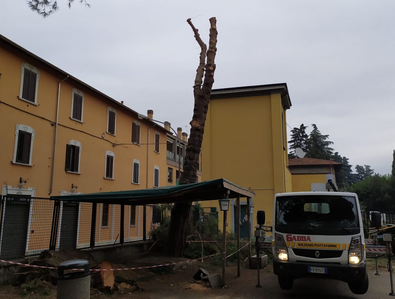 Piante indebolite: il Comune le abbatte