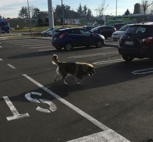 Abbandona due cani vicino al market e fugge