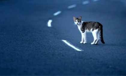 Se ne va dopo l'investimento del gatto (che muore): individuato