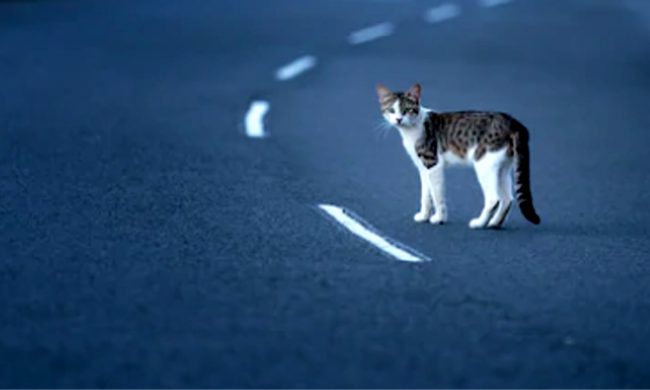 Se ne va dopo l’investimento del gatto (che muore): individuato