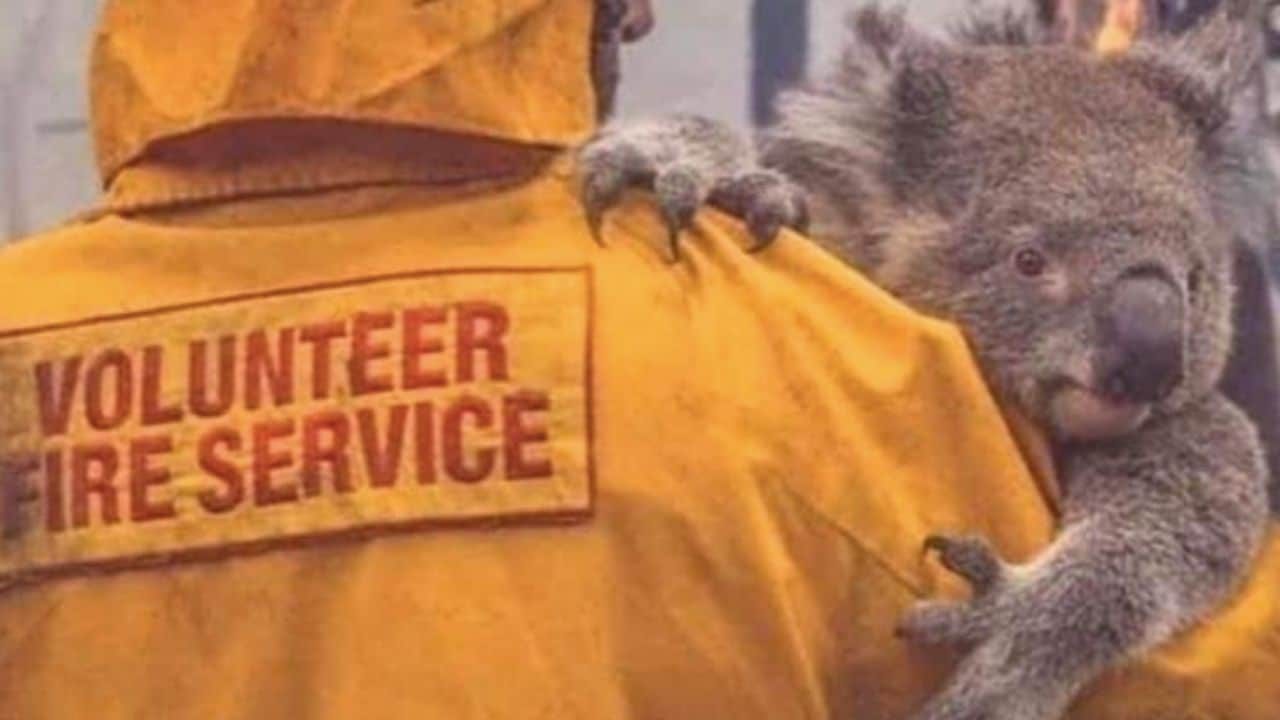 Incendi in Australia, Tradate scende in campo: calze e garze per koala e canguri