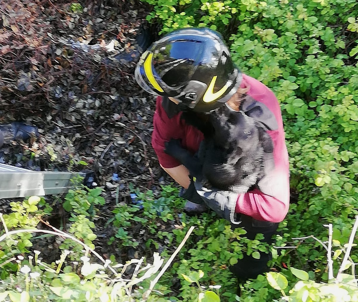 Cane scivola nell’Olona, salvato dai pompieri