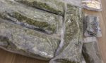 Dalla cannabis light a quella illegale nell'azienda di Rovello: arrestato 44enne