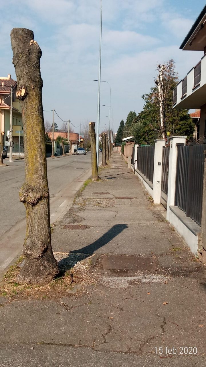 Tagliati gli alberi di viale della Resistenza, è polemica