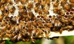 Il Varesotto, "oasi" delle api: imprese su del 7% in 5 anni