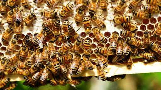 Agricoltura Varese, un sostegno agli apicoltori e produttori di miele