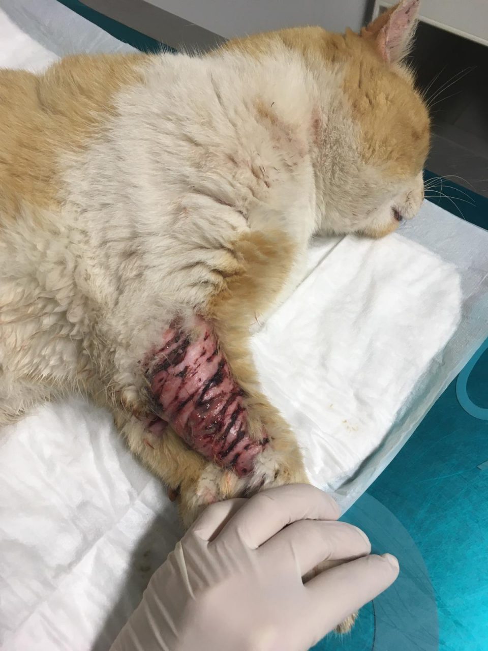 Gatto maltrattato: i carabinieri forestali di Tradate indagano