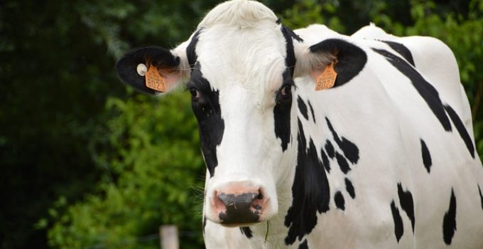 Mucca in fuga dal macello a Castelletto travolge una 17enne