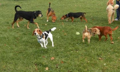 Giornata del cane i dati dell’anagrafe sul nostro territorio