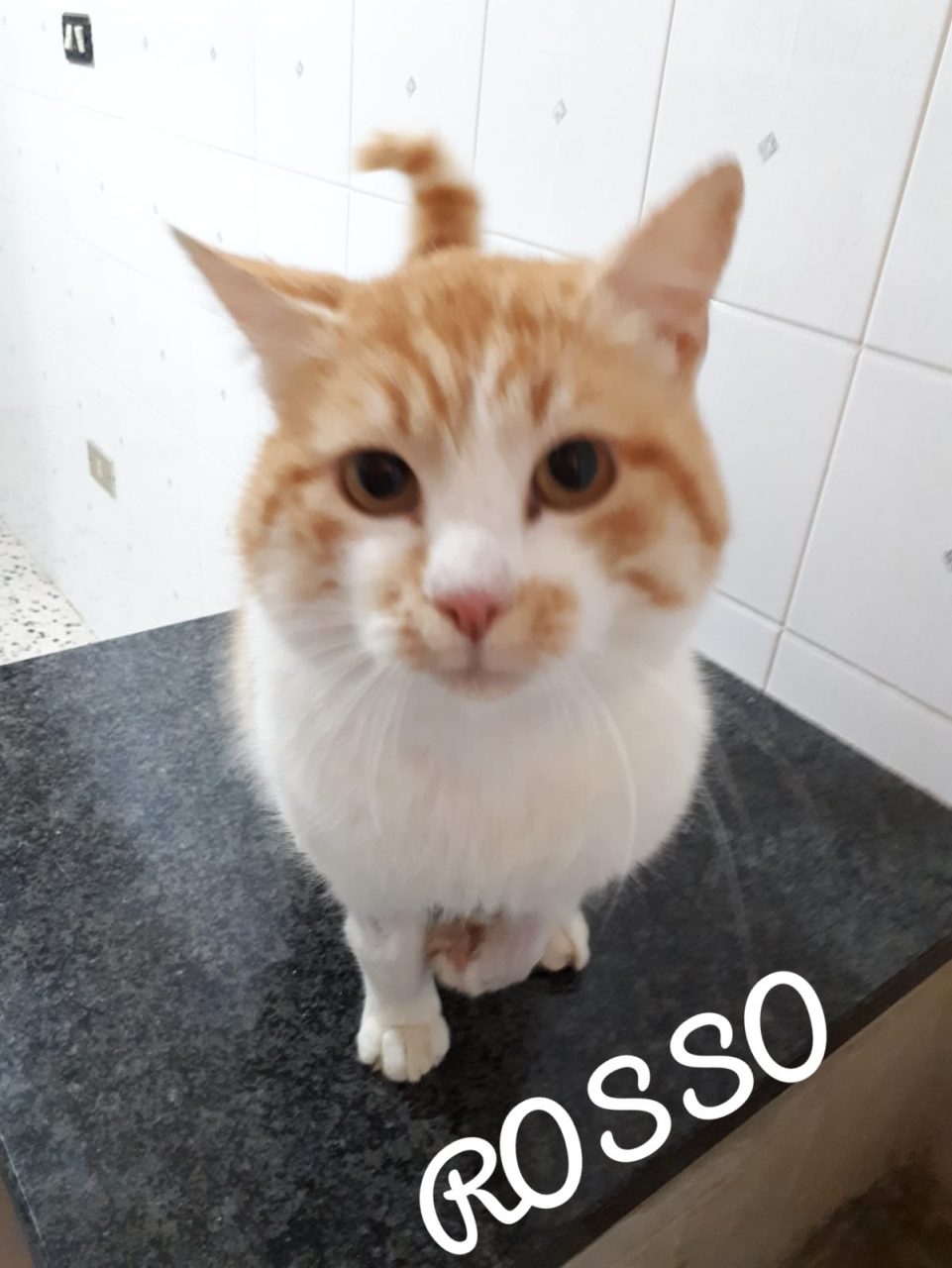 Micio Rosso cerca famiglia