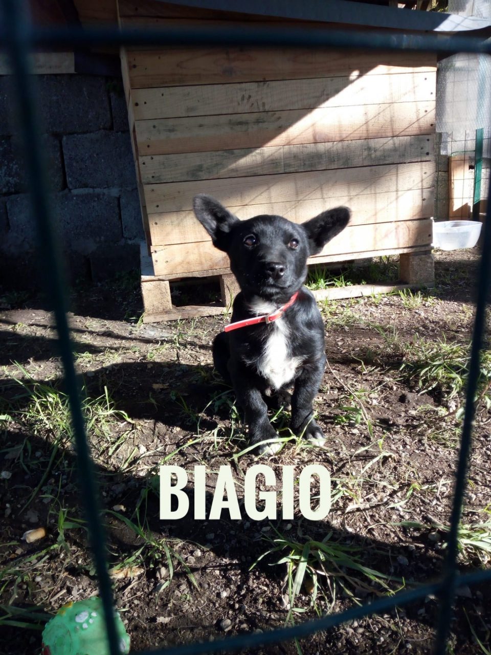 Appello adozioni Biagio e Pippo cercano casa