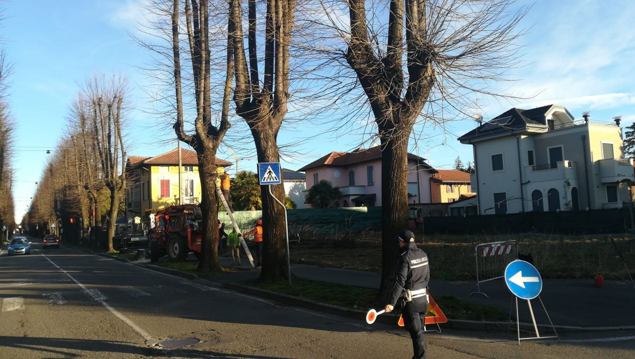 tradate abbattimento tigli per la rotonda di viale marconi