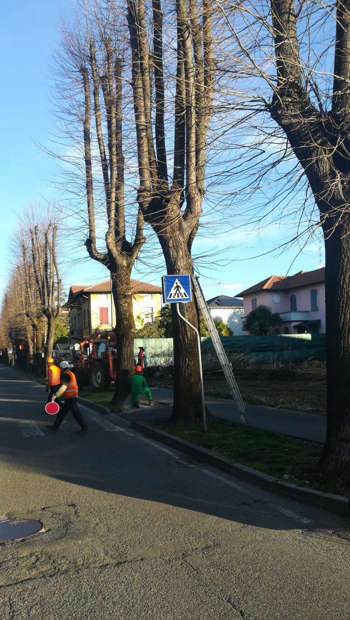 tradate abbattimento tigli per la rotonda di viale marconi