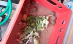 Commercio illegale di tartarughe a Uboldo: 145 esemplari sequestrati
