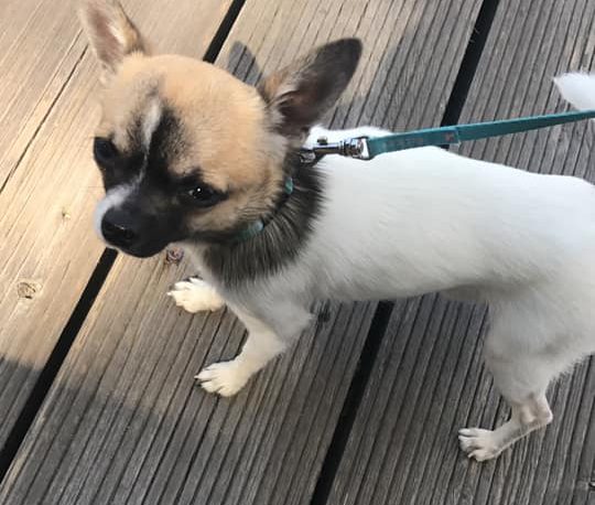 Trovato (e sanzionato) l’automobilista che ha investito e ucciso un cane a Venegono