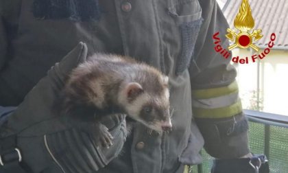 Incendio a Caravate, i Vigili del Fuoco salvano due gatti e due furetti