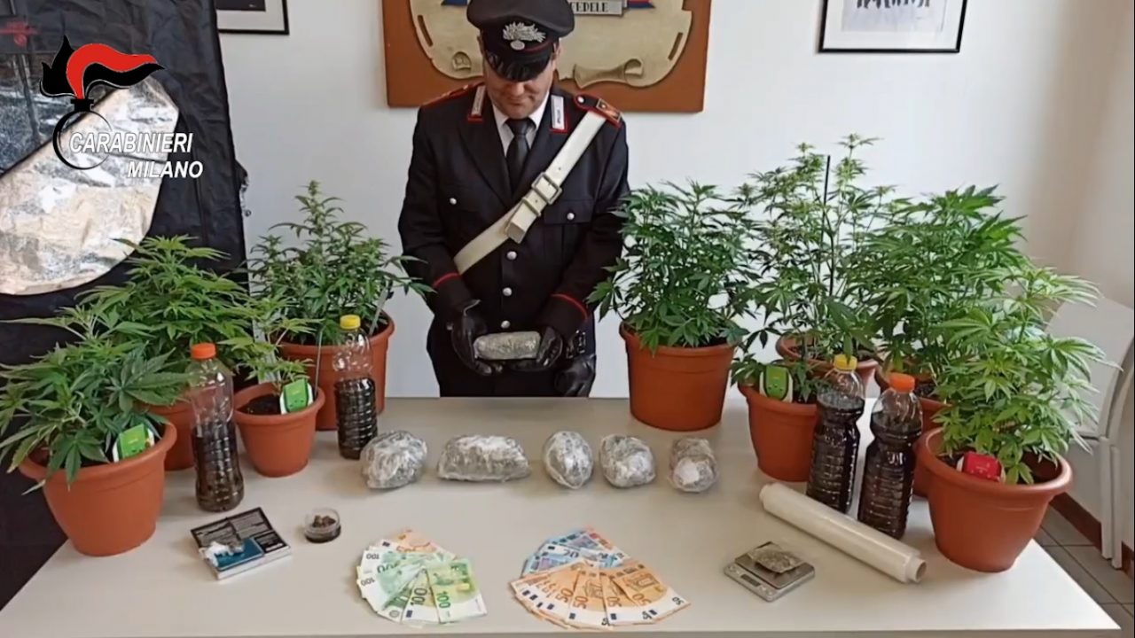 Coppia gerenzanese in manette: beccati al momento della consegna, in casa 12 piantine VIDEO