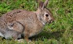 Coniglietto torturato a morte nel Parco Altomilanese, taglia da 500 euro