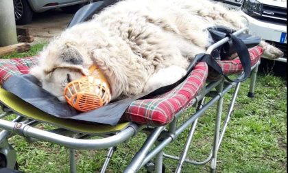 Cane abbandonato in un frigor, salvato. Aperta una raccolta fondi per le cure