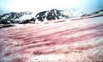 L'incredibile spettacolo della "neve anguria" sulle Alpi: LE FOTO
