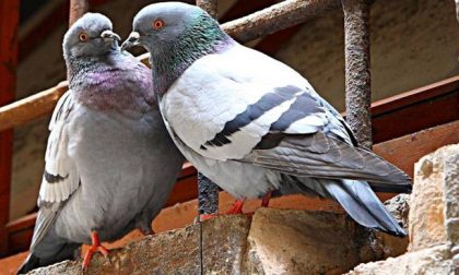 A Origgio divieto di dar da mangiare ai piccioni: multe fino a 200 euro