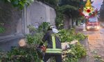 Alberi piegati dalla pioggia: pompieri in azione nel Tradatese