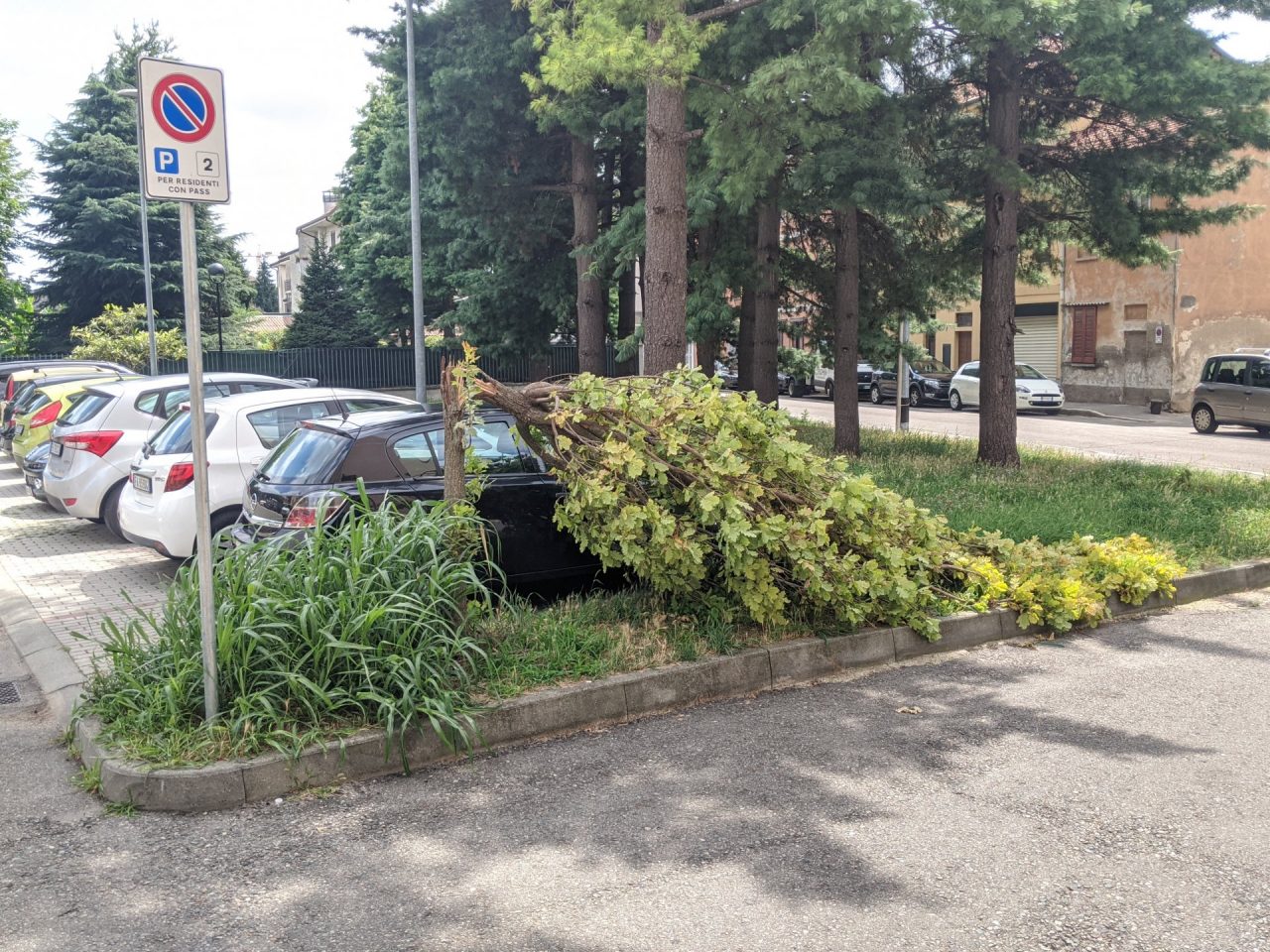Saronno, dopo dieci giorni l’albero crollato in via Volta è ancora lì