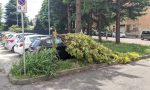 Saronno, dopo dieci giorni l'albero crollato in via Volta è ancora lì