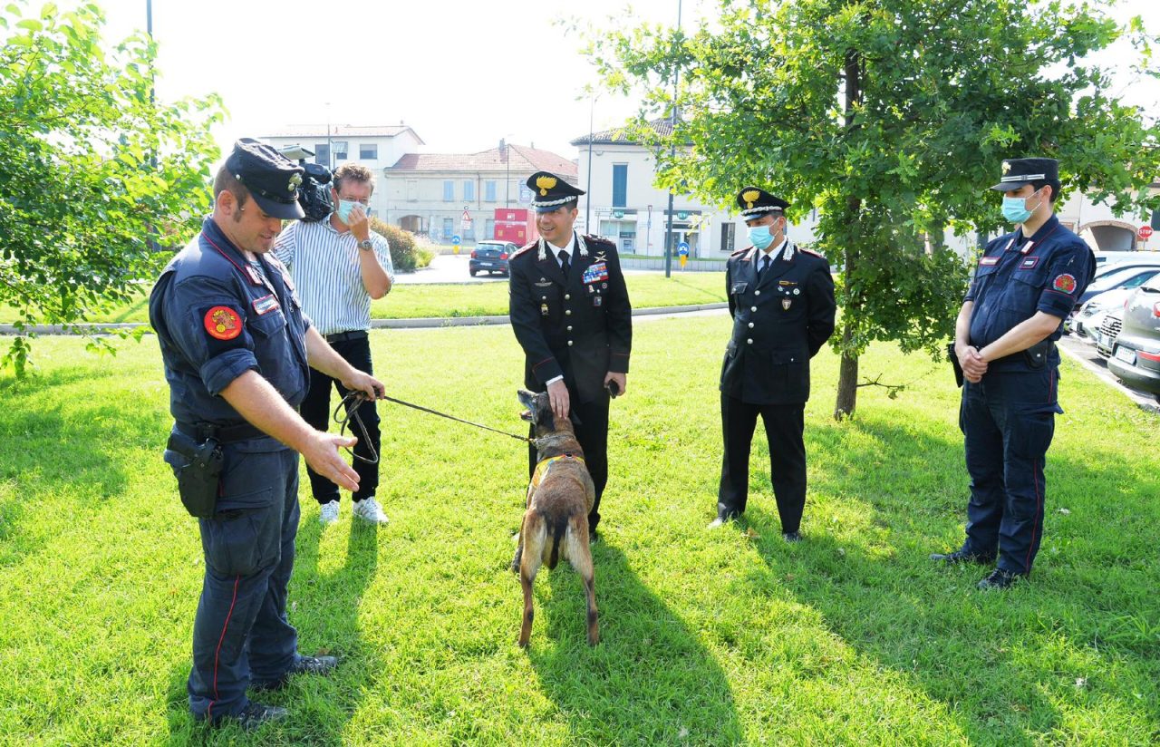 Una squadra cinofila dei carabinieri contro i bocconi avvelenati in provincia VIDEO
