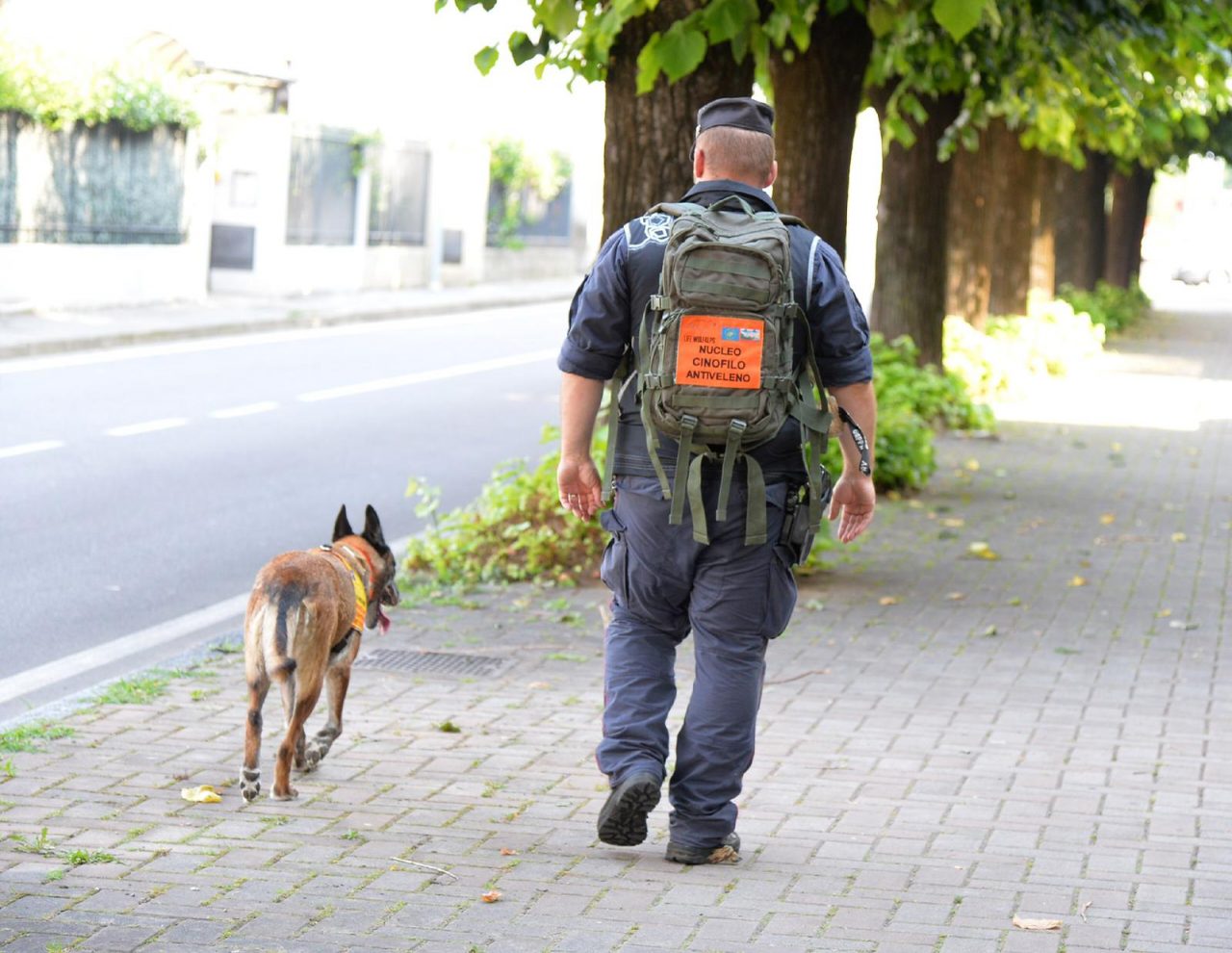 controlli anti bocconi avvelenati a Gallarate e Cazzago Brabbia