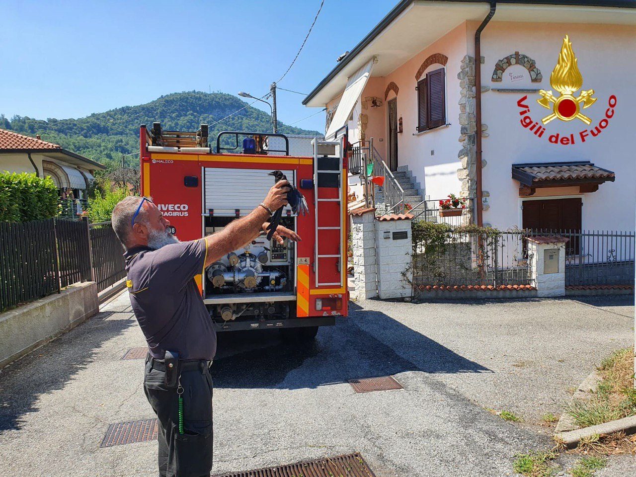 Cornacchia incastrata nel camino, salvata dai Vigili del Fuoco