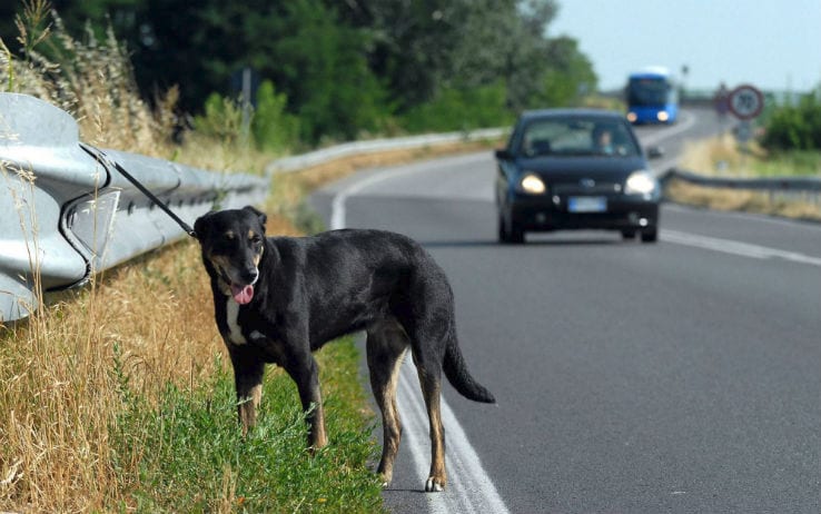 #AMAMIeBASTA, la campagna di Anas e Lnbc contro l’abbandono di animali